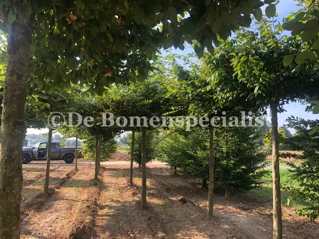 Carpinus Betulus Dakvorm (Dakhaagbeuk) GROTE BOOM