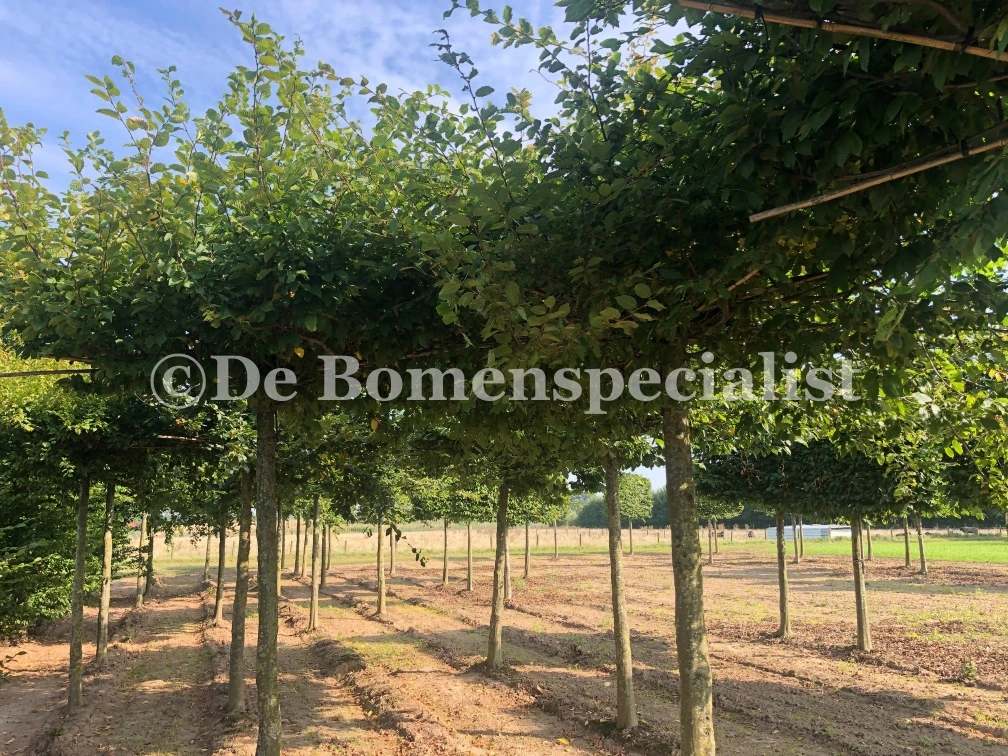 Carpinus Betulus Dachform (Hainbuche) Mehrjährig (kopie)-2