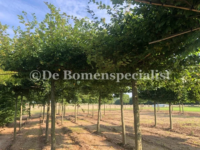 Carpinus Betulus Dakvorm (Dakhaagbeuk) GROTE BOOM