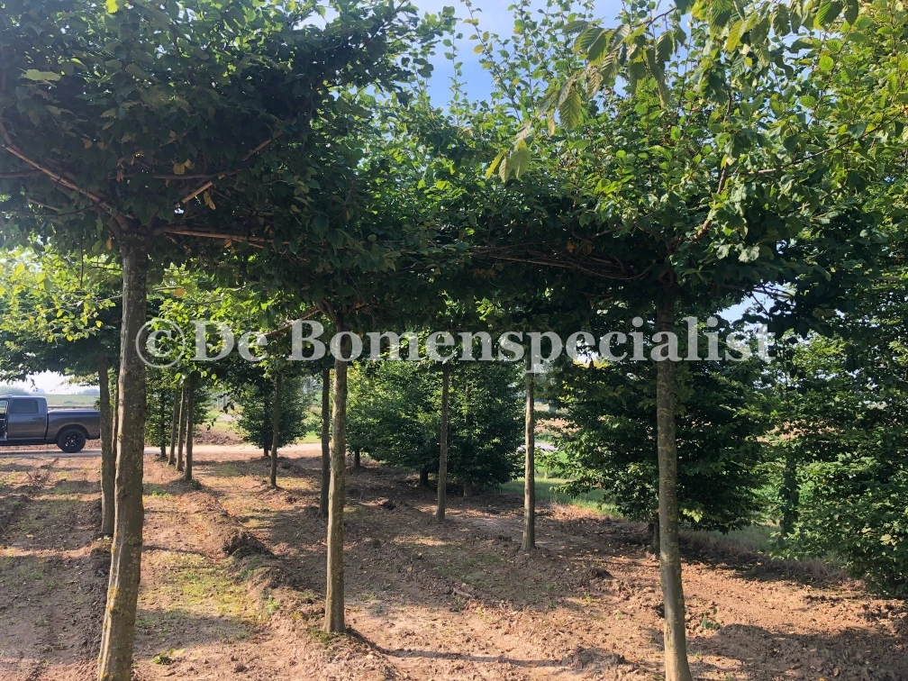 Carpinus Betulus Dachform (Hainbuche) Mehrjährig (kopie)-3