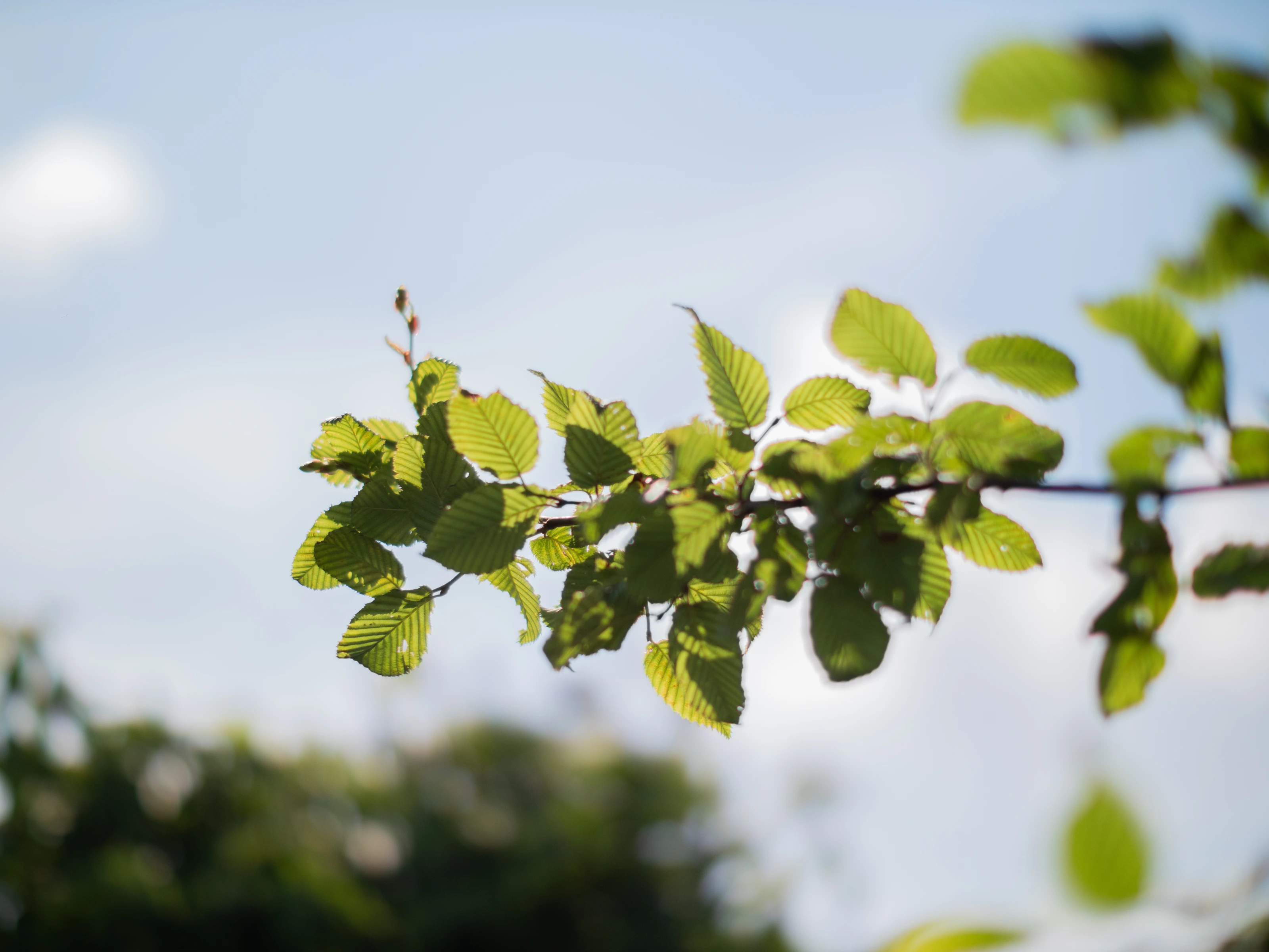 Carpinus Betulus Dachform (Hainbuche) Mehrjährig (kopie)-4