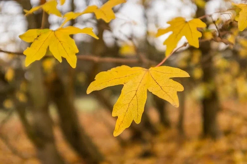Acer Campestre (Feldahorn)-4