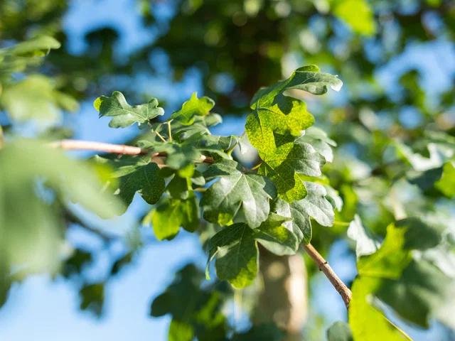 Acer Campestre Mehrstämmig (Feldahorn)
