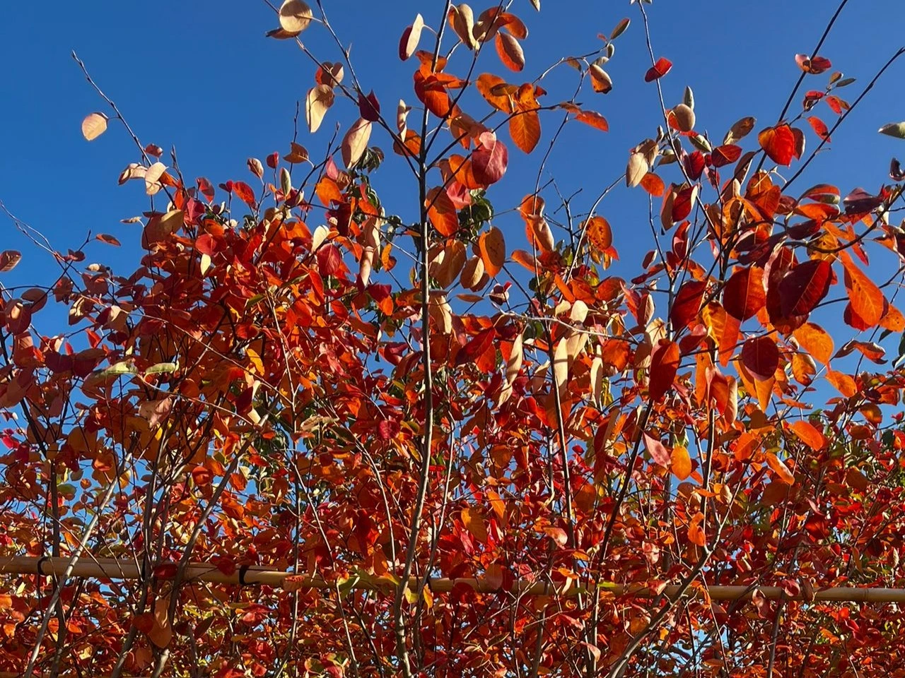 Amelanchier Lamarckii Spalierbaum (Kupfer-Felsenbirne)-5
