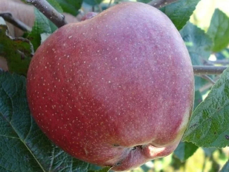Malus domestica  Zoete Ermgaard (Zoete Appel)-3