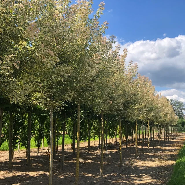 Acer Negundo Flamingo (Federahorn)