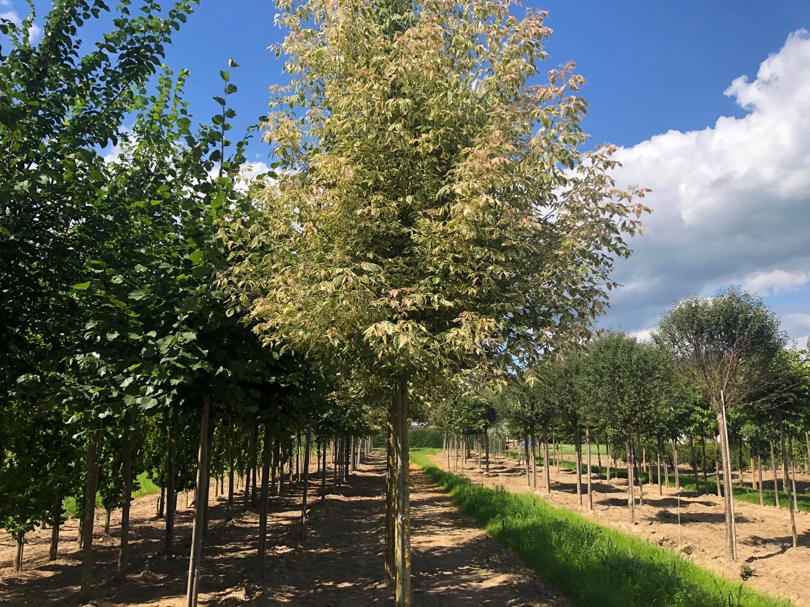 Acer Negundo Flamingo (Federahorn)-2