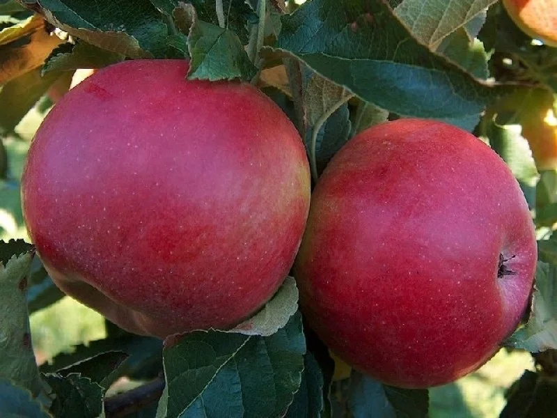 Malus domestica Sterappel (Handappel)-3