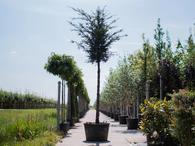Taxus Baccata Hochstamm (Gemeine Eibe)
