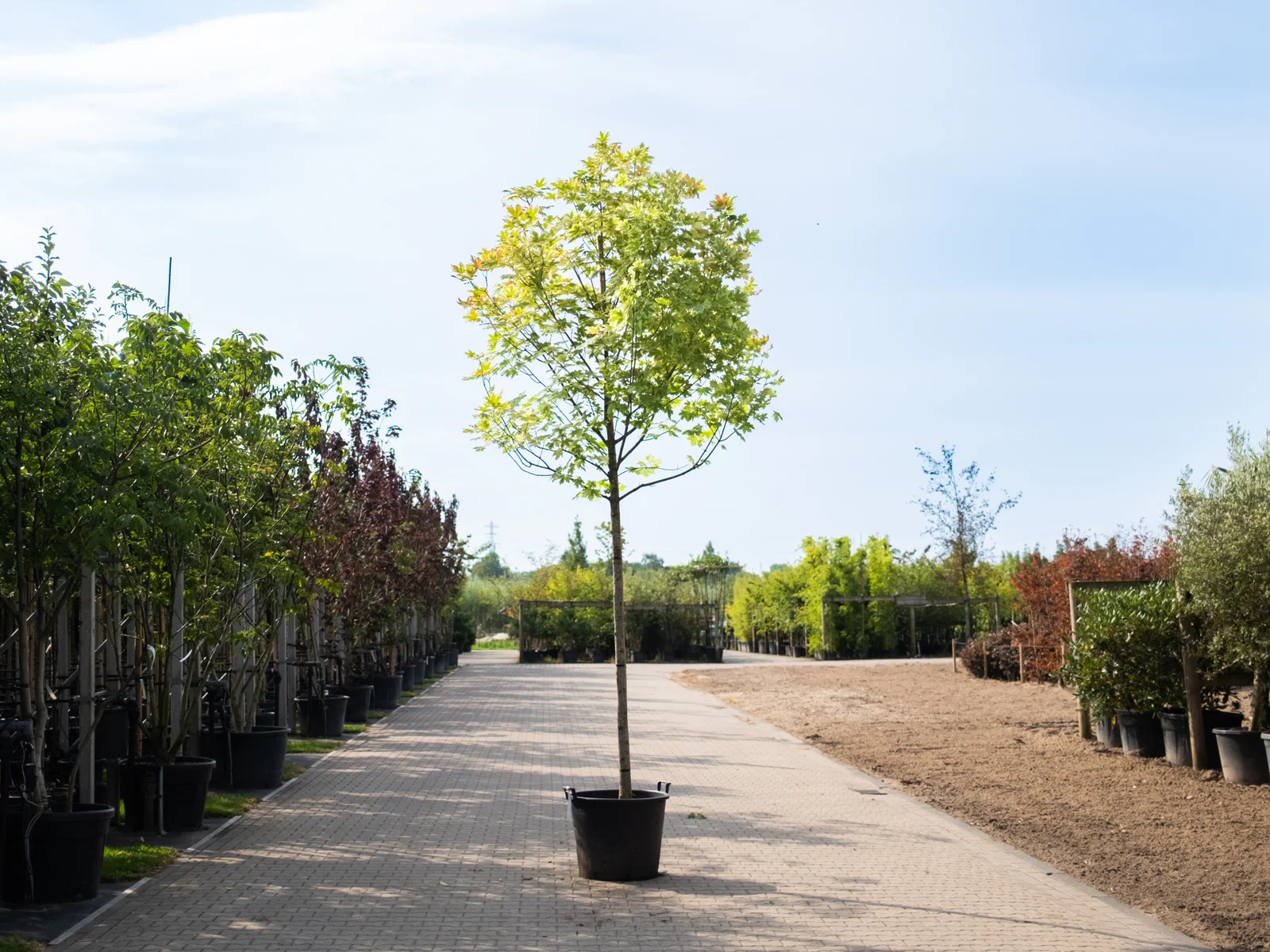 Acer Platanoides Drummondii (Ahorn)-1