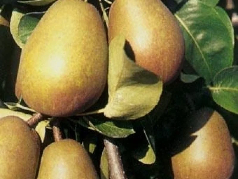 Pyrus c. Beurre Hardy (Handpeer)-3