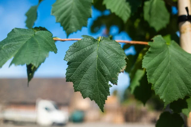 Corylus Colurna Spalierbaum (Baumhasel / Türkische Hasel)