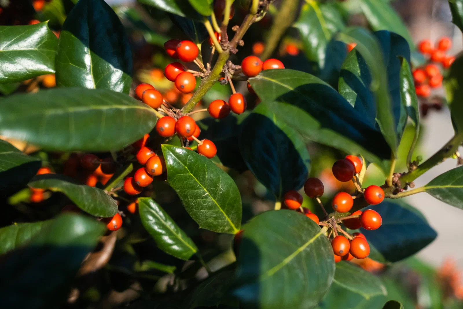 Ilex Nellie Stevens (Stechpalme)-8