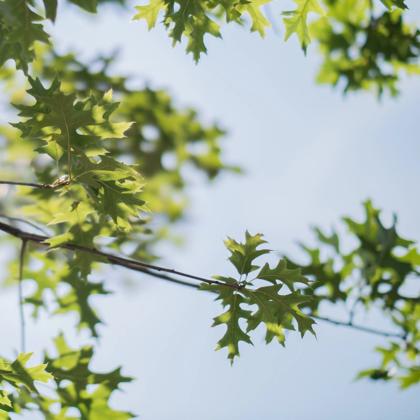 Quercus Palustris (Dakmoeraseik)-4