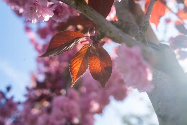 Prunus Serrulata Royal Burgundy Oben Veredelt (Japanische Zierkirsche)