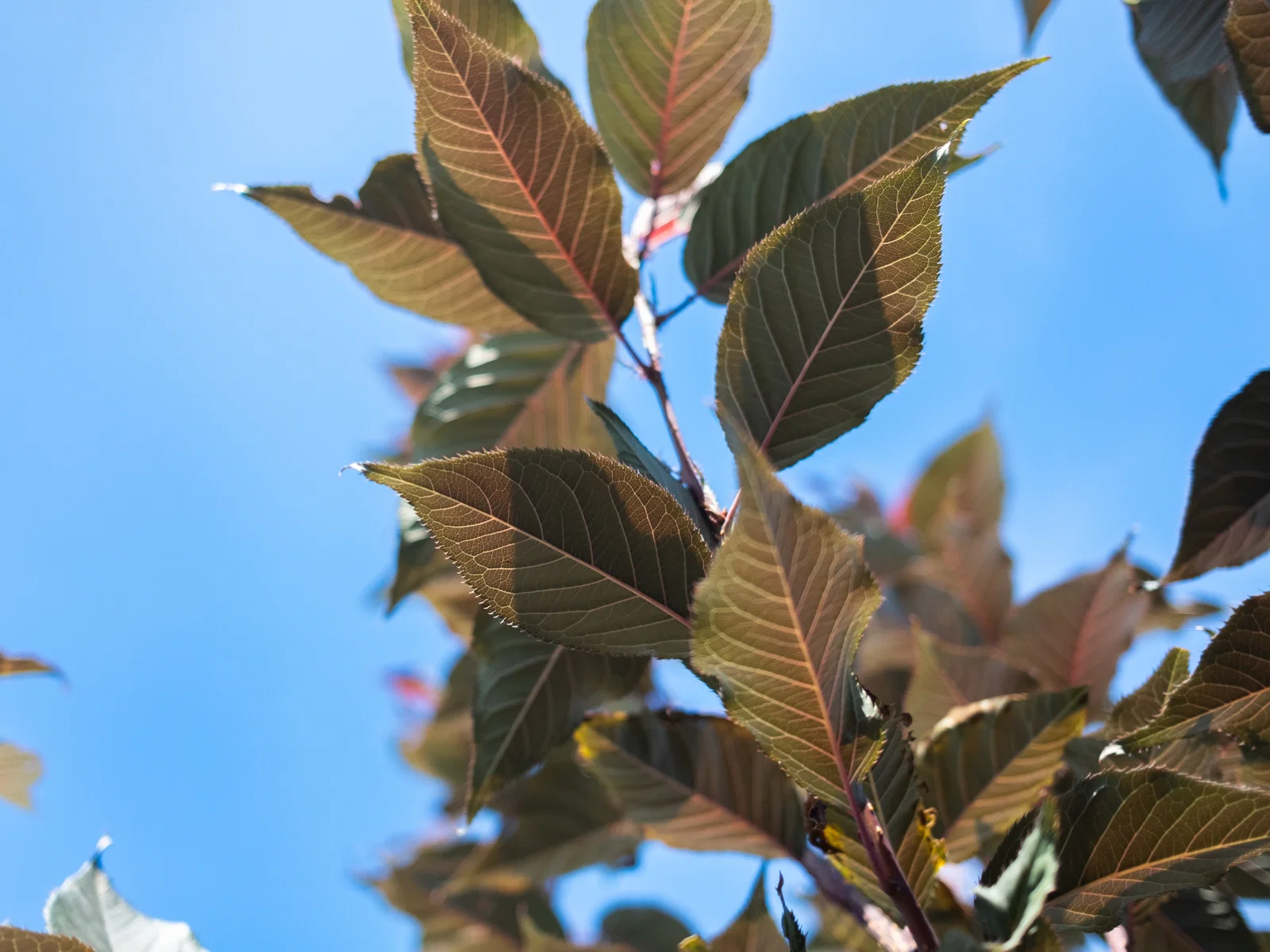 Prunus Serrulata Royal Burgundy Oben Veredelt (Japanische Zierkirsche)-4