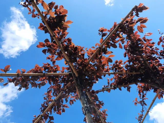Prunus Cerasifera Nigra Dachform (Blutpflaume)