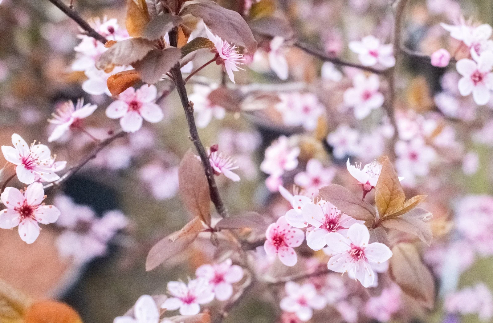 Prunus Cerasifera Nigra Dachform (Blutpflaume)-3