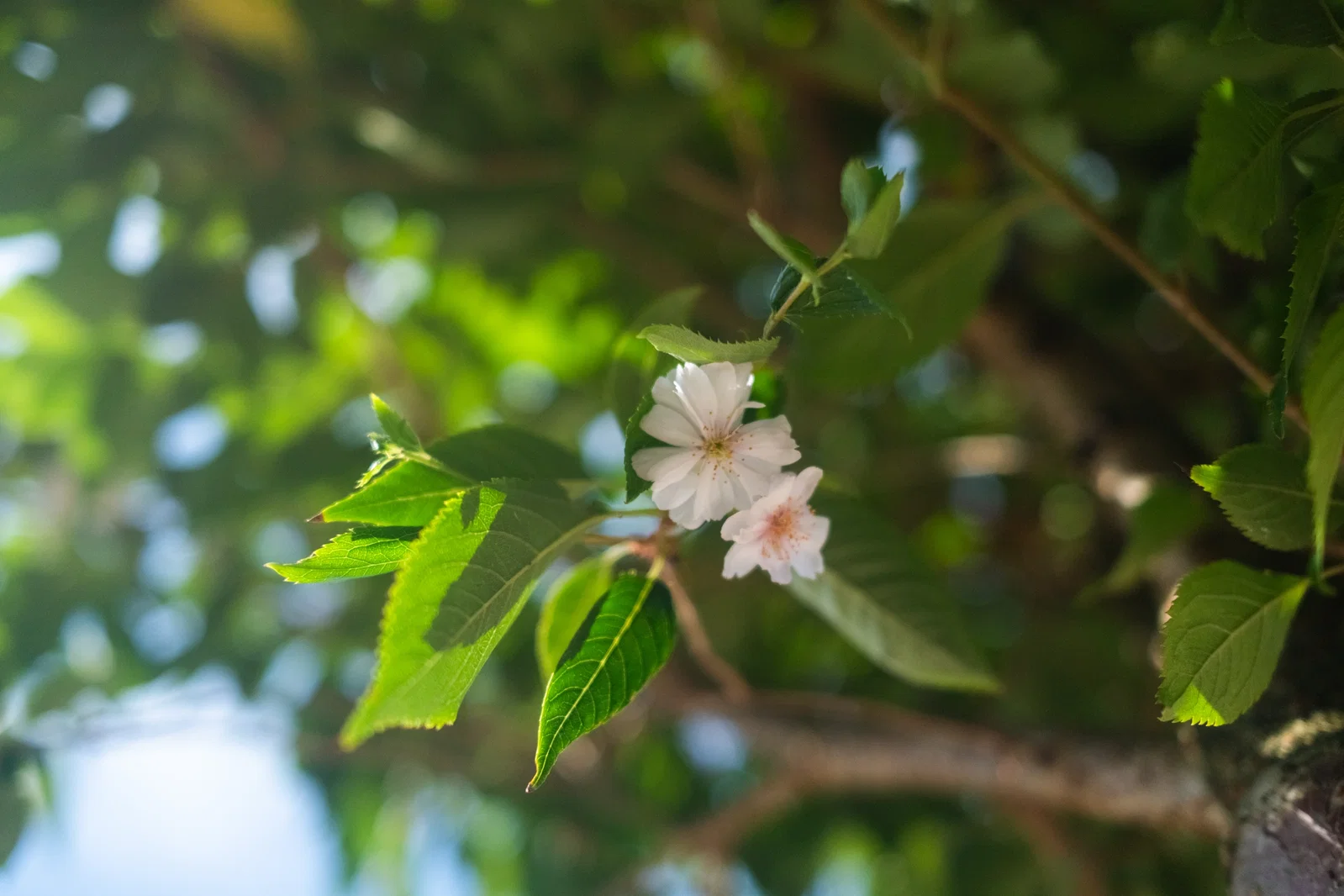 Prunus subhirtella Autumnalis Rosea Hochstamm (Japanische Zierkirsche)-4