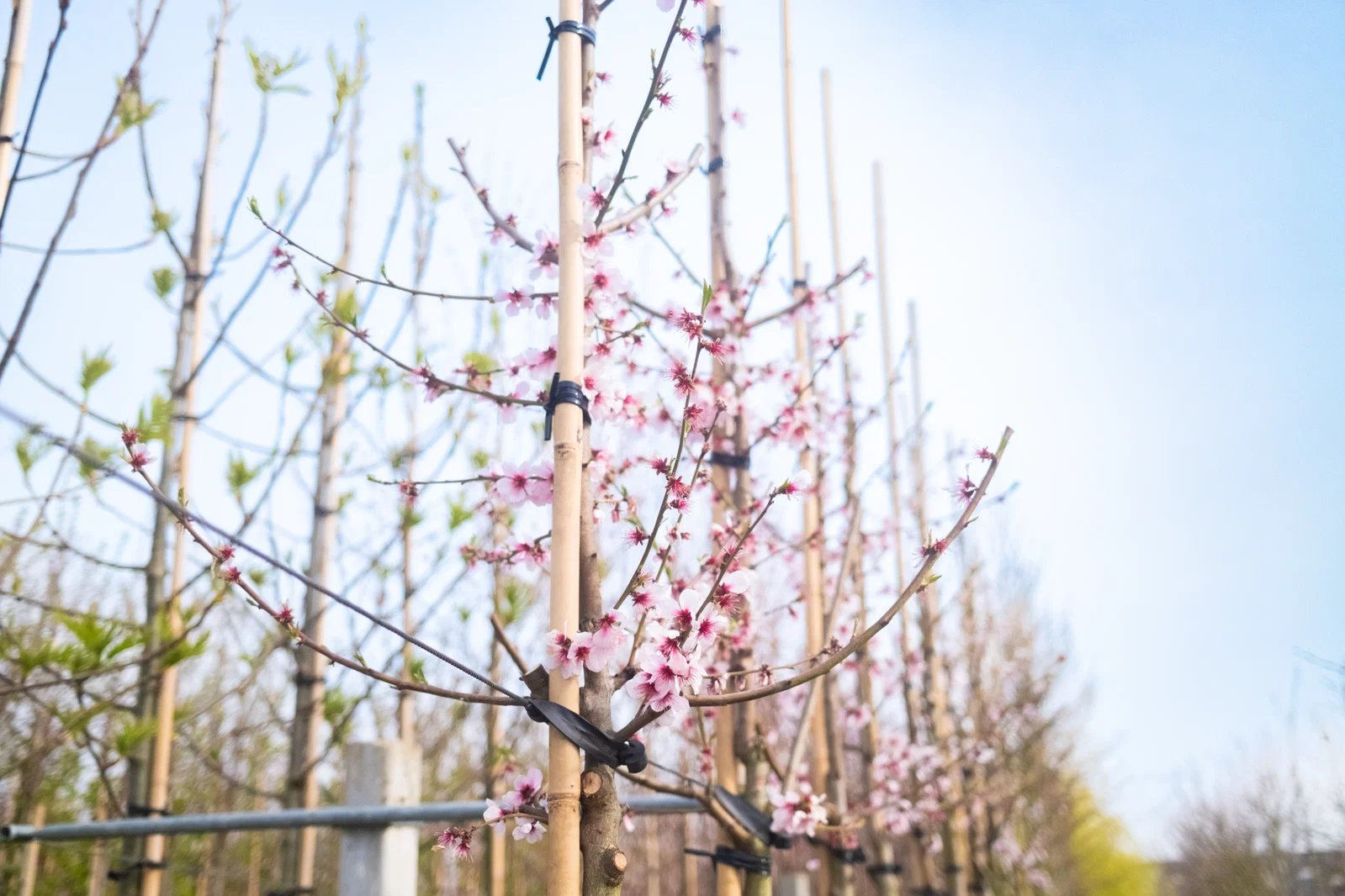 Prunus subhirtella Autumnalis Rosea Hochstamm (Japanische Zierkirsche)-3