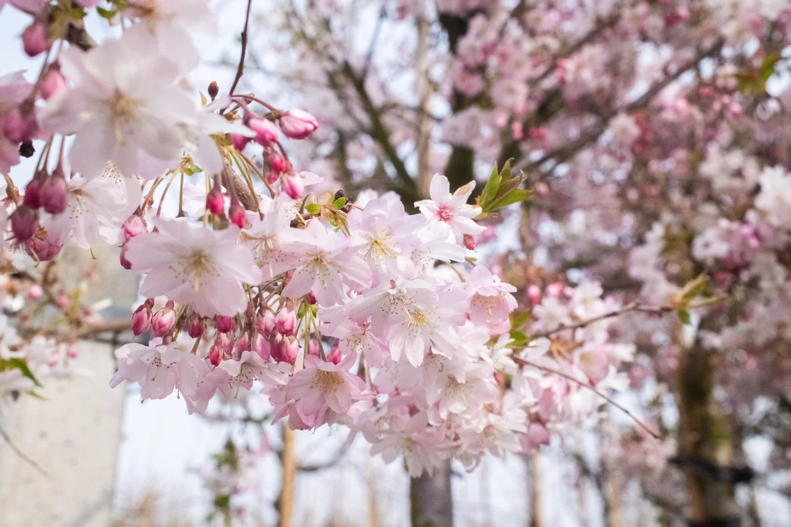 Prunus subhirtella Autumnalis Rosea Hochstamm (Japanische Zierkirsche)-2