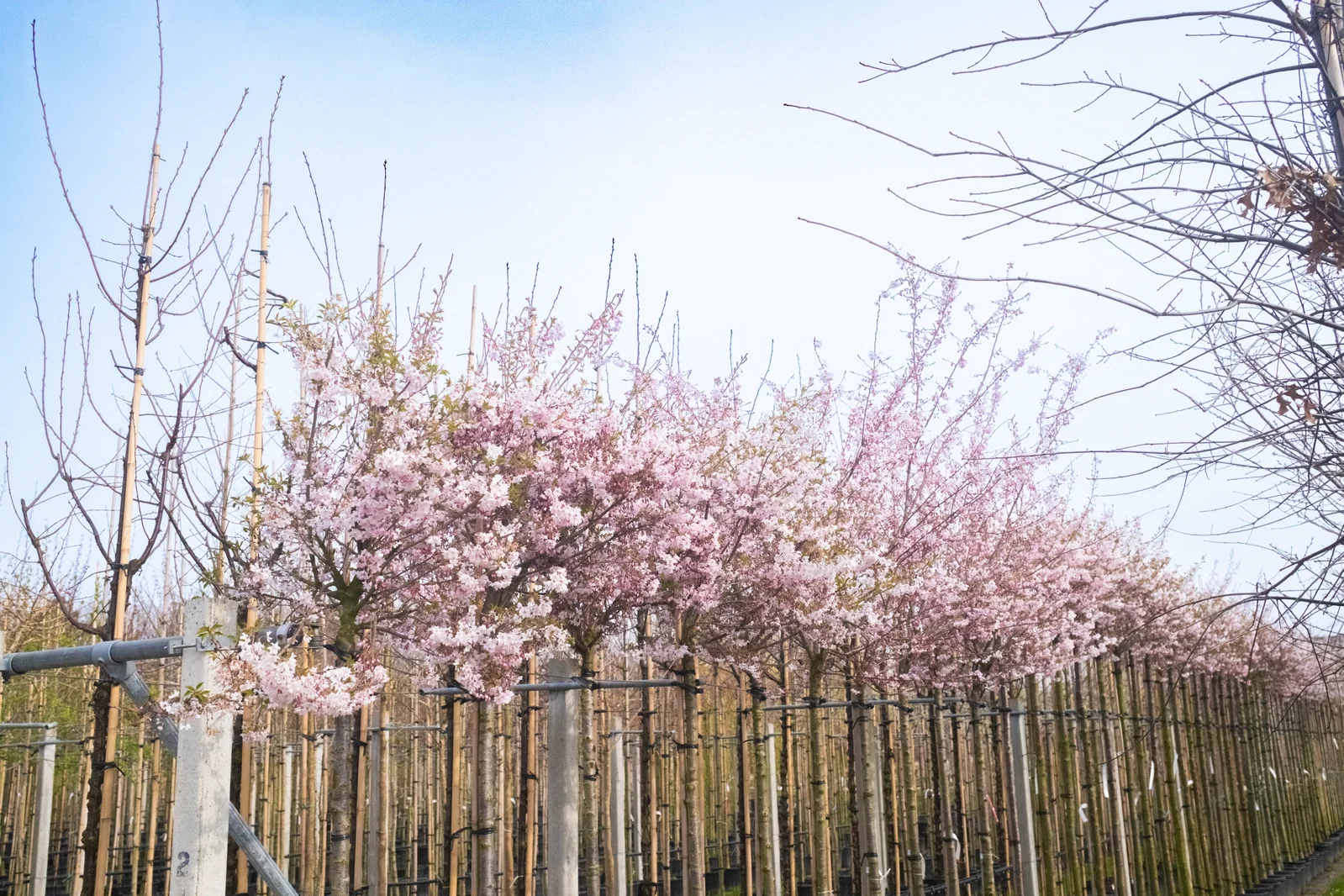 Prunus subhirtella Autumnalis Rosea Hochstamm (Japanische Zierkirsche)-1