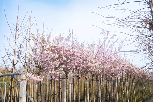 Prunus subhirtella Autumnalis Rosea Hochstamm (Japanische Zierkirsche)