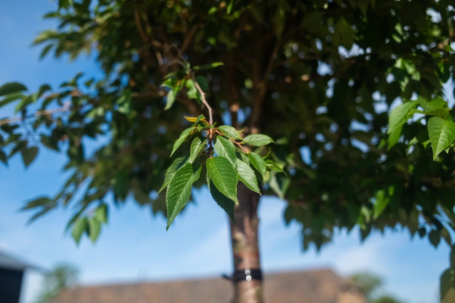 Prunus Subhirtella Autumnalis Oben Veredelt (Japanische Zierkirsche)-3