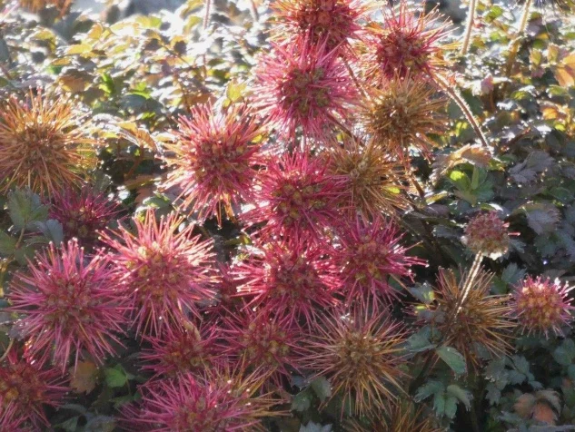 Acaena microphylla 'Kupferteppich'
