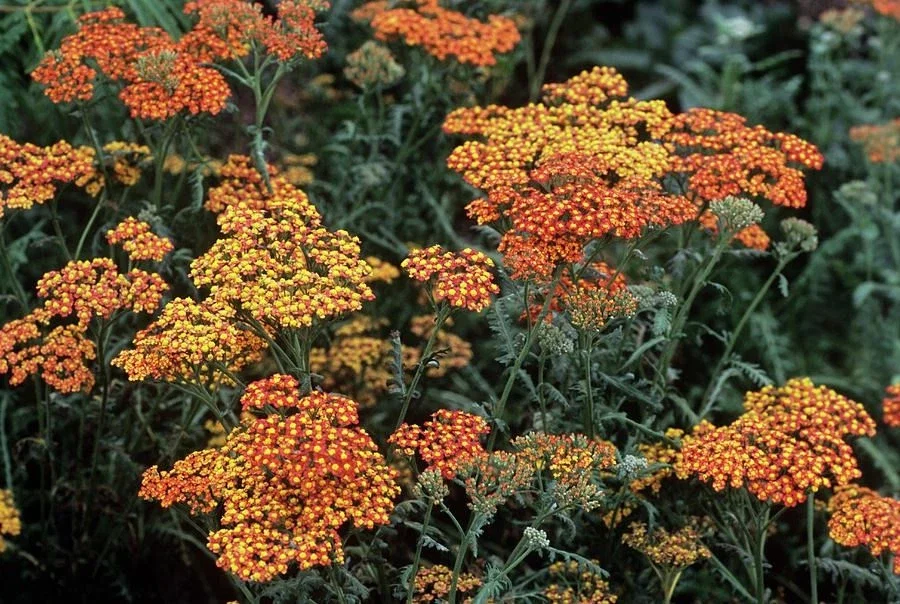 Achillea 'Walther Funcke'