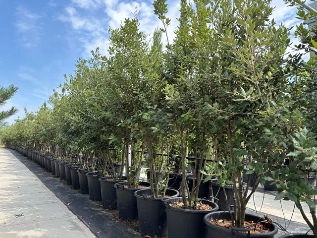 Quercus Ilex Mehrstämmig (Steineiche)