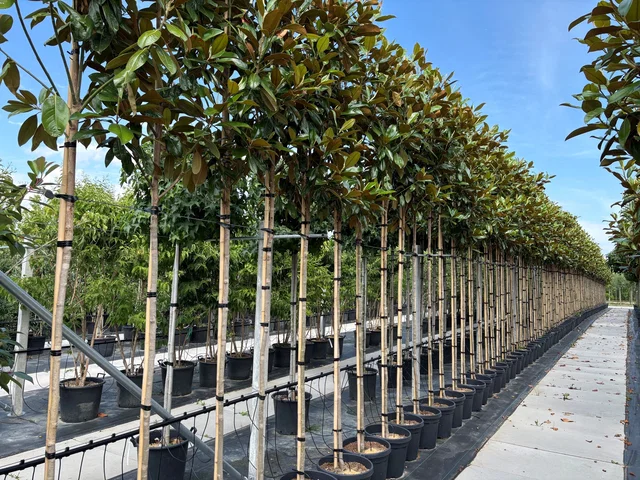 Magnolia Grandiflora (Biberbaum / Tulpenbaum)