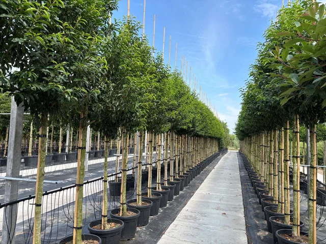 Prunus Lusitanica Angustifolia (Portugiesische Lorbeerbaum)