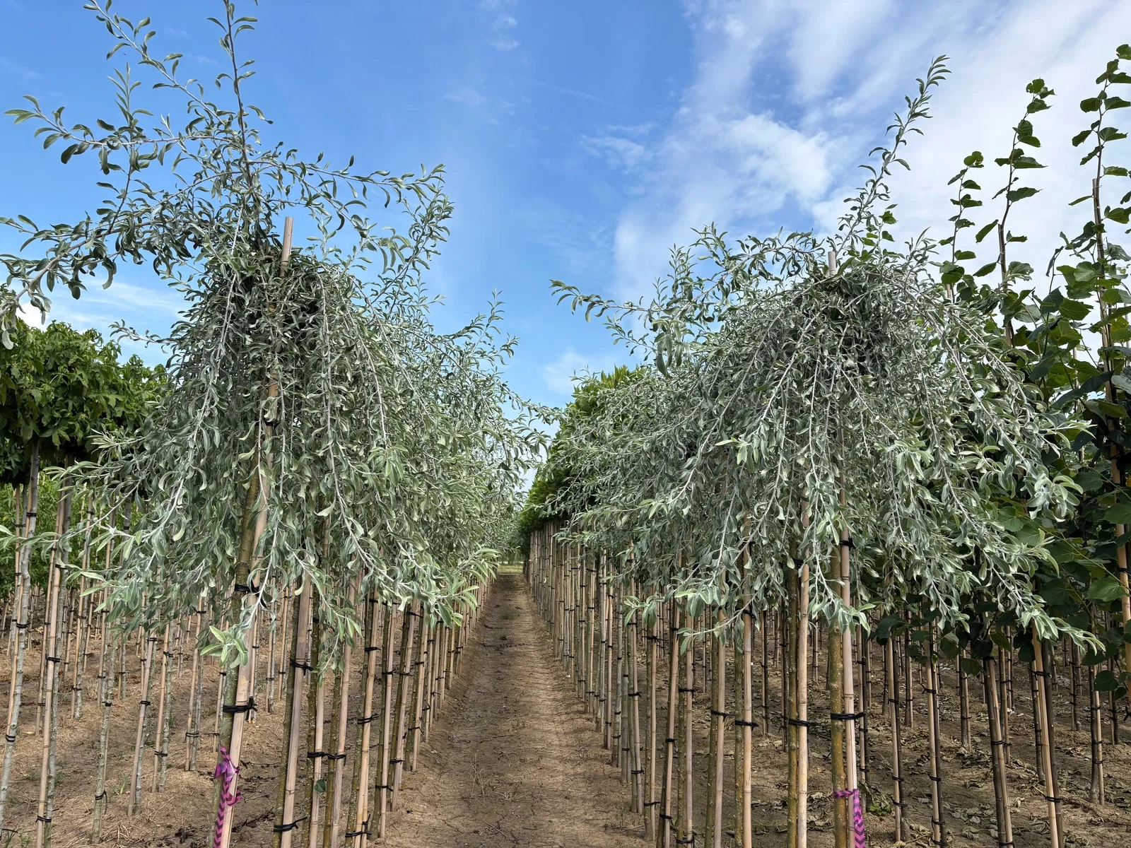 Pyrus Salicifolia Pendula (Weidenblättrige Hängebirne)-4