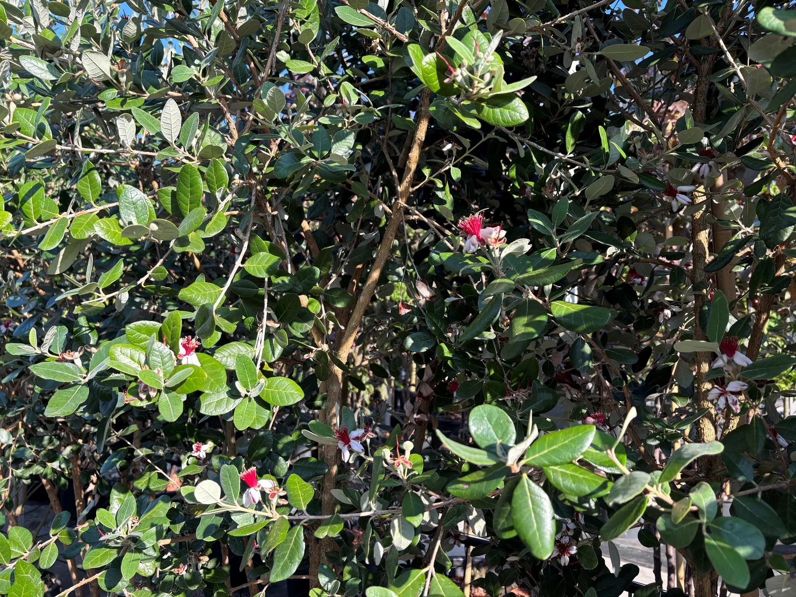 Feijoa sellowiana Meerstammig (Ananasguave)-4