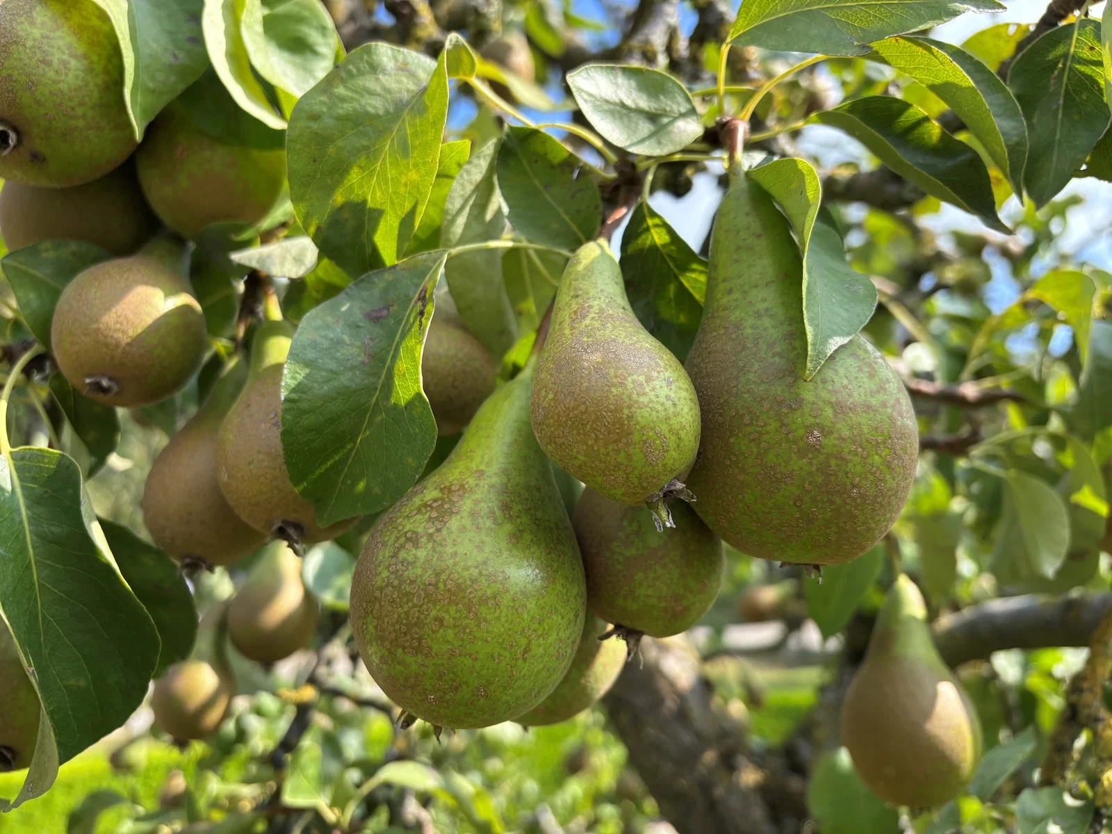 Pyrus Communis Conference Spalierbaum (Birnbaum)-1