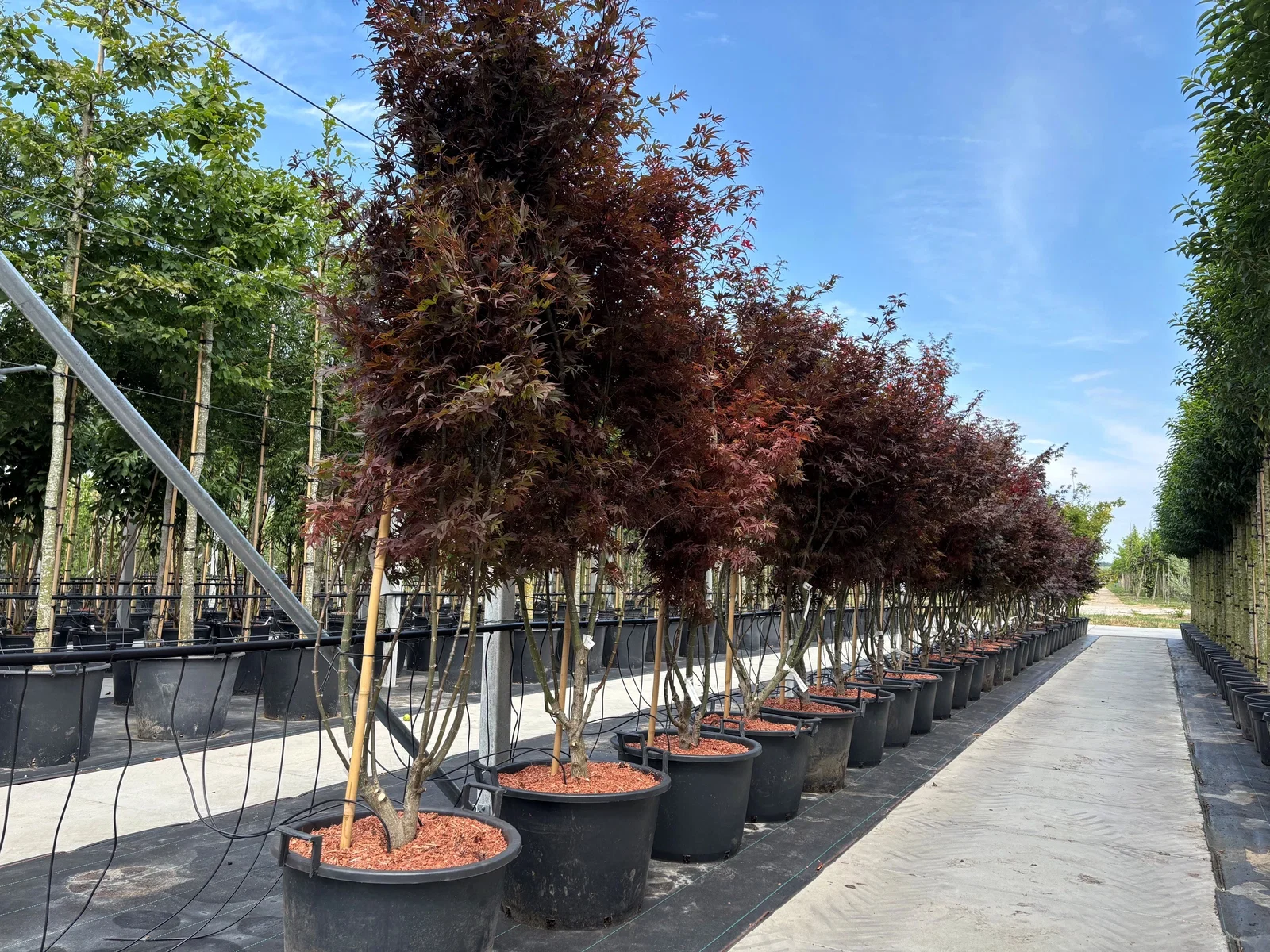 Acer Palmatum Bloodgood Mehrstämmig (Roten Fächerahorn)-1