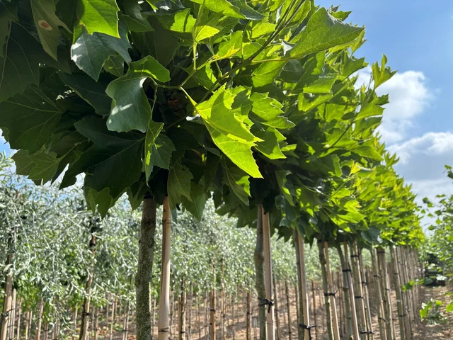 Platanus Hispanica Kopfbaum (Ahornblättrige Platane)
