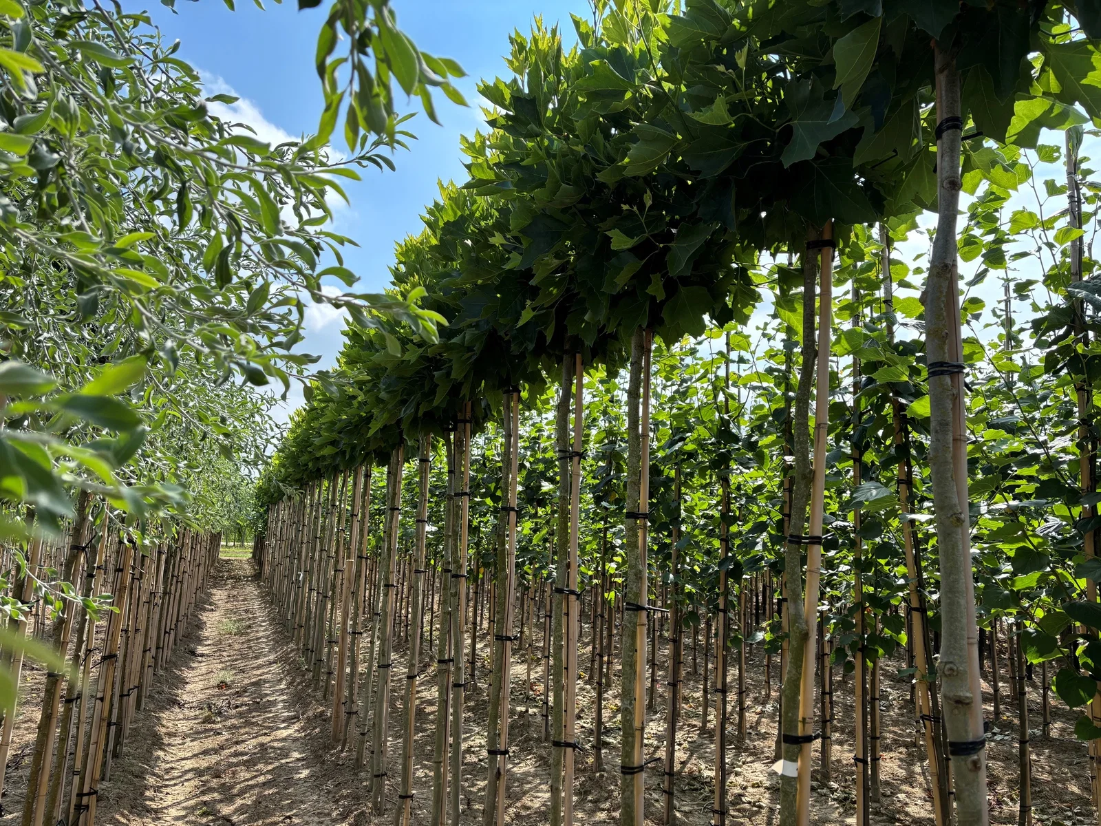 Platanus Hispanica Kopfbaum (Ahornblättrige Platane)-3