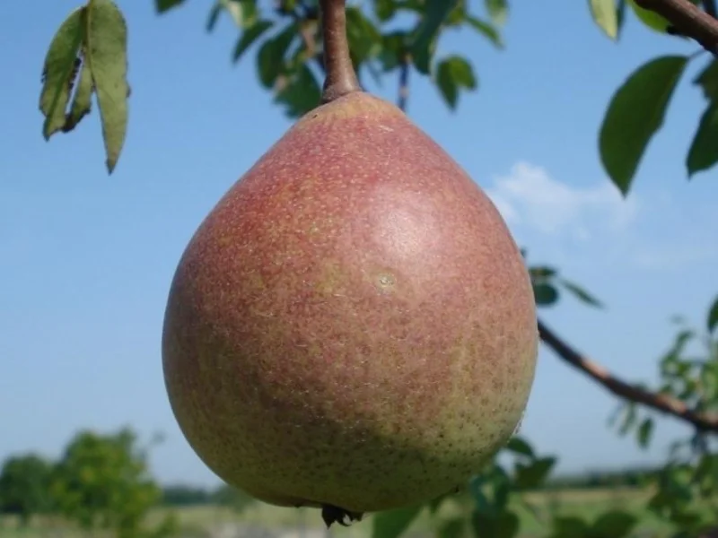 Pyrus c. Saint Remy (Stoofpeer)-3