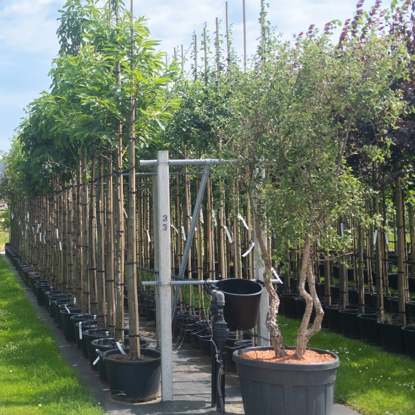 Quercus Suber Mehrstämmig (Korkeiche)-2