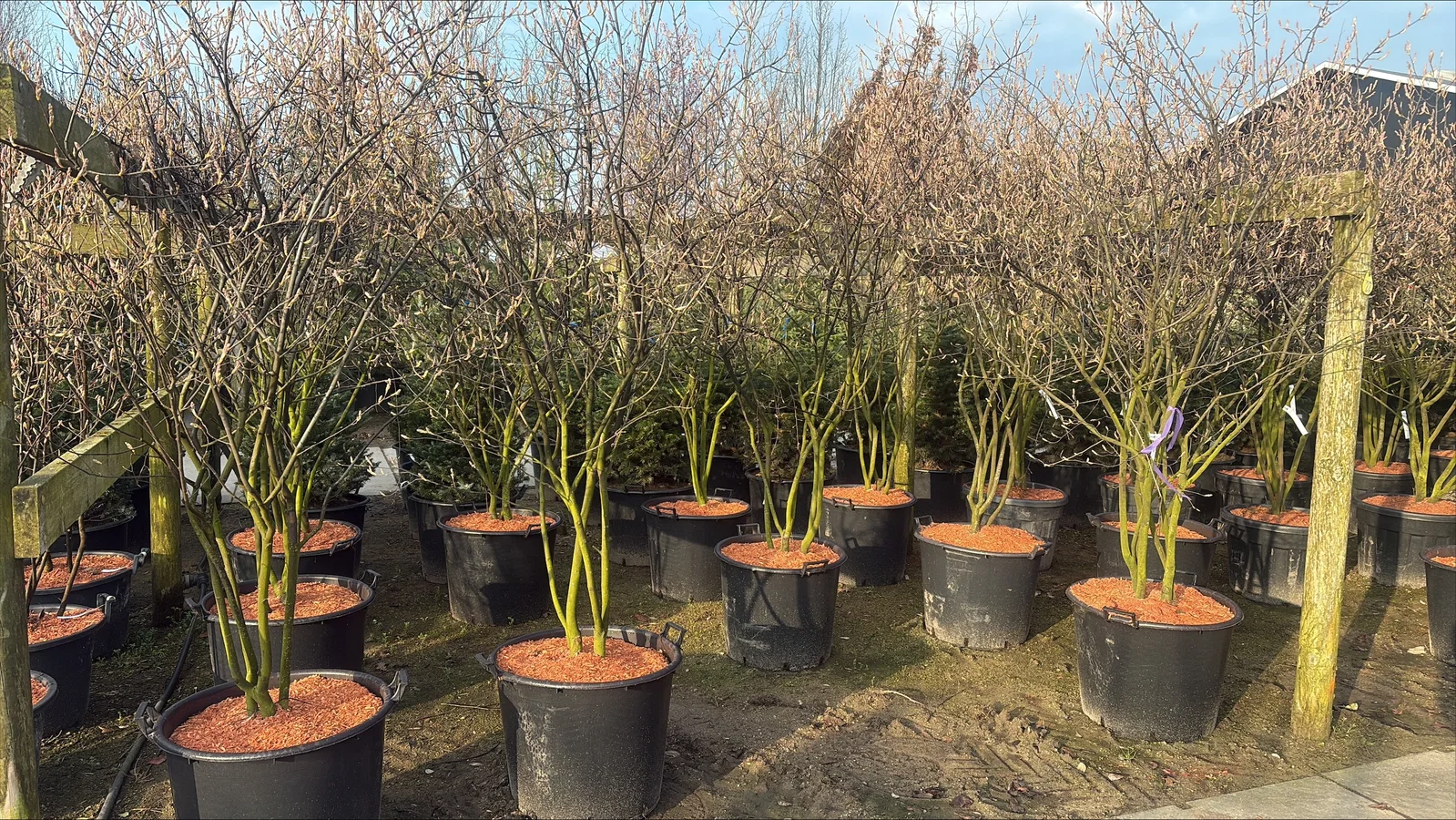 Amelanchier Lamarckii Mehrstämmig (Kupfer-Felsenbirne)-3