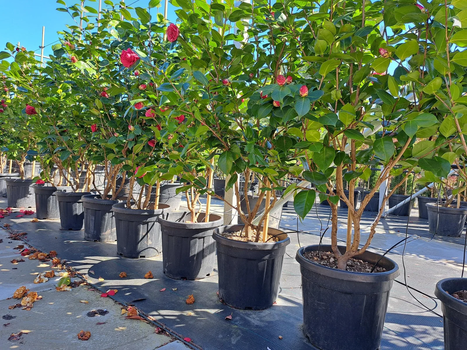 Camellia Mehrstämmig (Japanische Kamelie)-3
