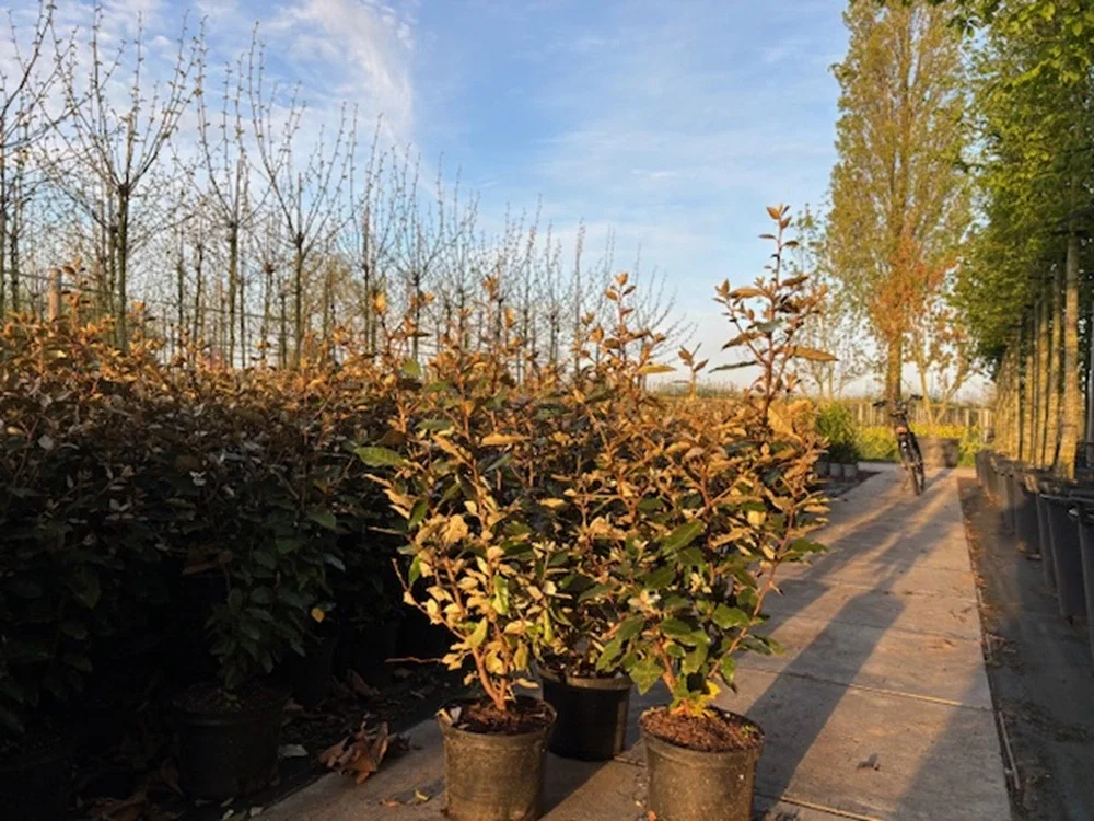 Elaeagnus Ebbingei Compacta Haagplant (Olijfwilg)-5