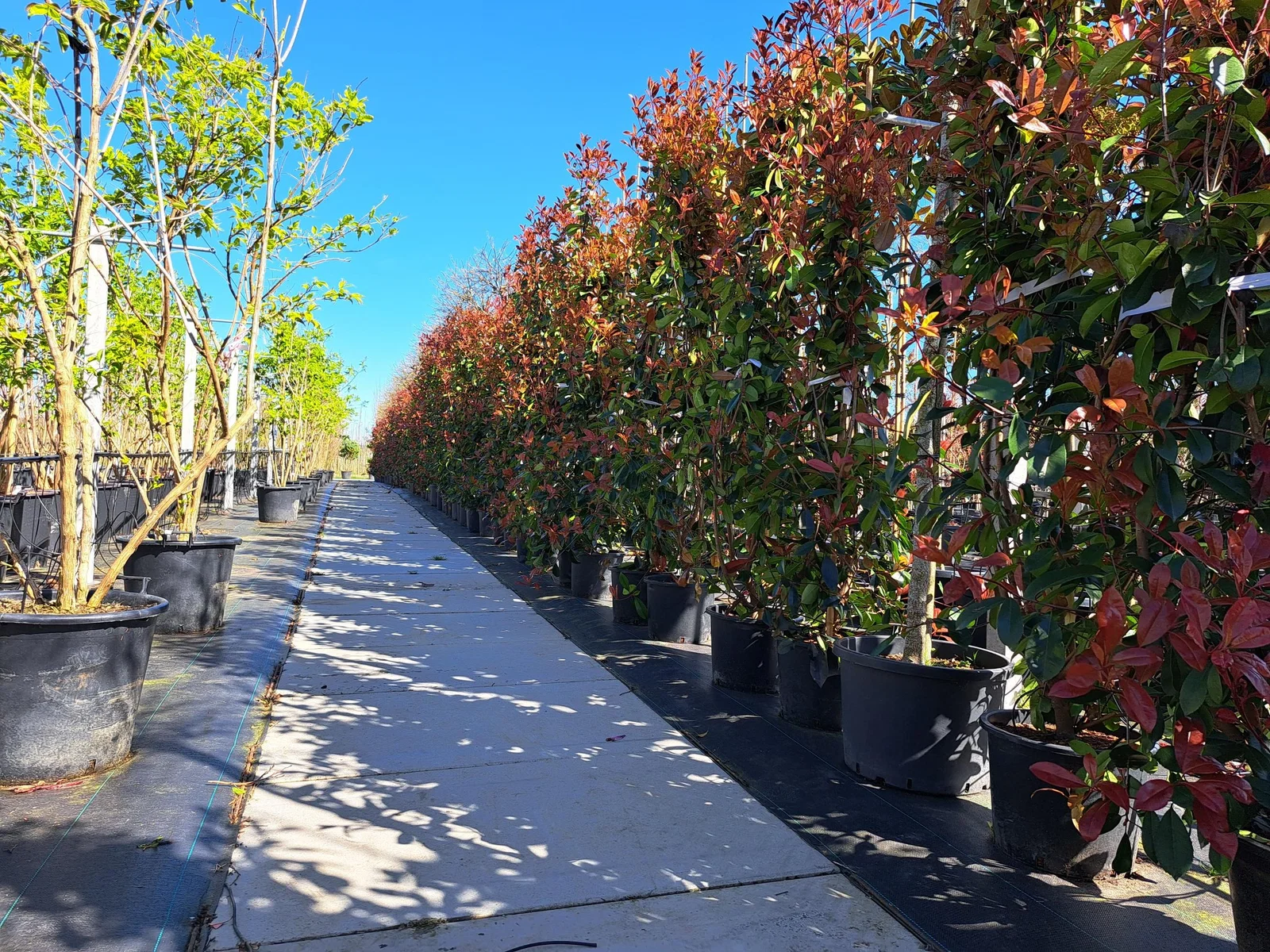 Photinia Fraseri Red Robin Strauch (Glanzmispel)-6
