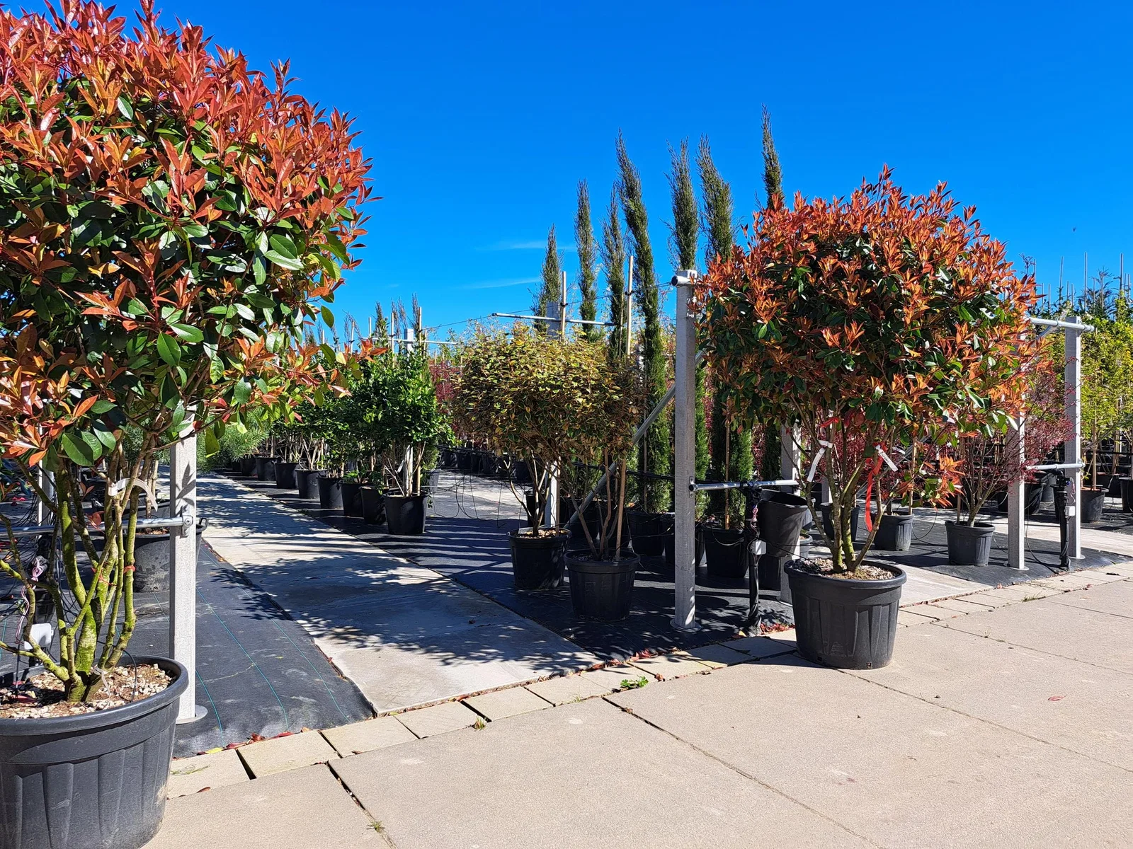 Photinia Little Red Robin Meerstammig (Wintergroene Glansmispel)-2