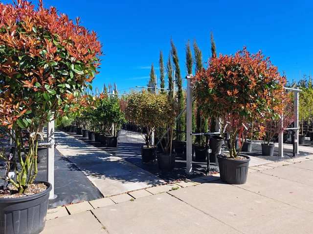 Photinia Little Red Robin Meerstammig (Wintergroene Glansmispel)