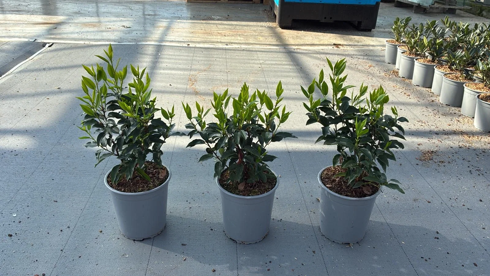 Prunus Lusitanica Angustifolia Heckenpflanze (Portugiesischer Lorbeer)-5
