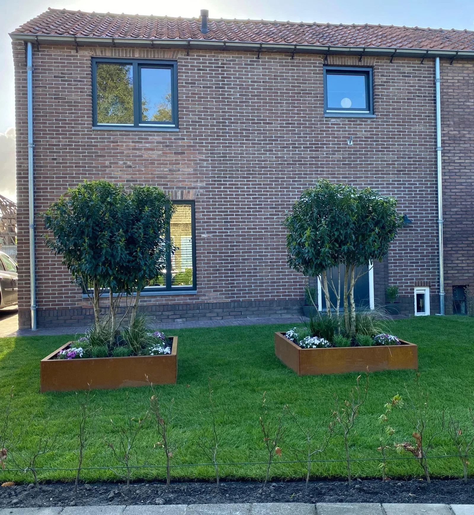 Prunus Lusitanica Mehrstämmig (Portugiesische Lorbeerbaum)-7