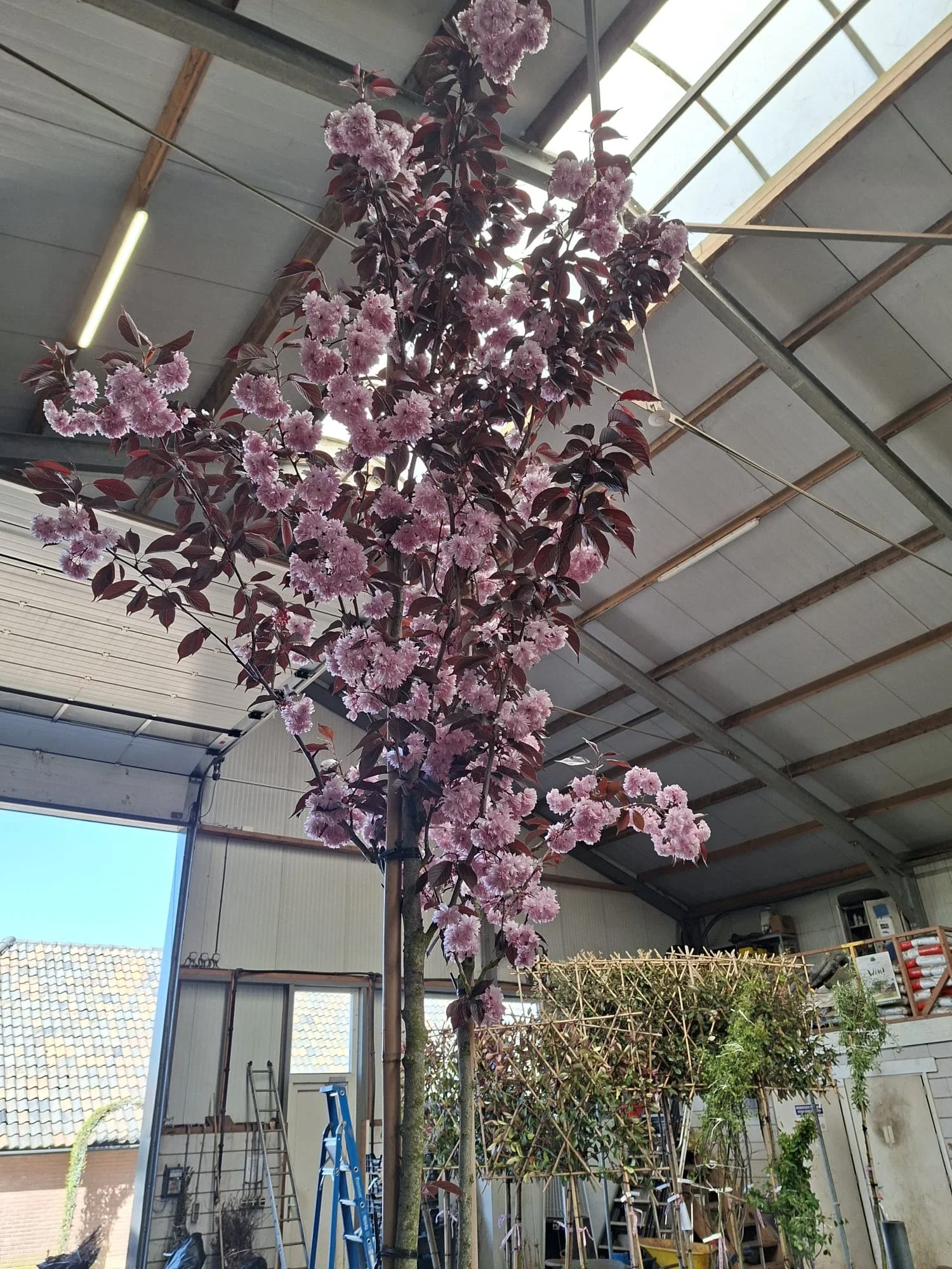 Prunus Serrulata Royal Burgundy Oben Veredelt (Japanische Zierkirsche)-5